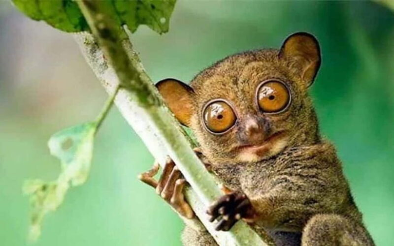 Cebu: Bohol Countryside and Loboc River Cruise Day Tour - Authentic Experiences from Travelers