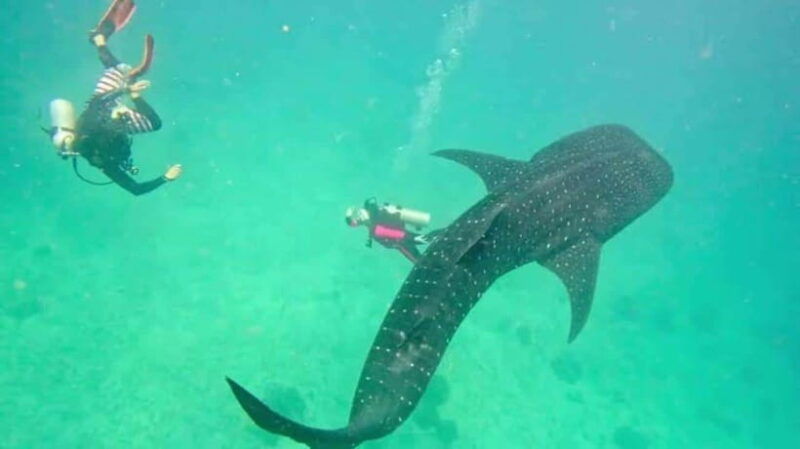 cebu-group-tour-whaleshark-watching-kawasan-canyoneering
