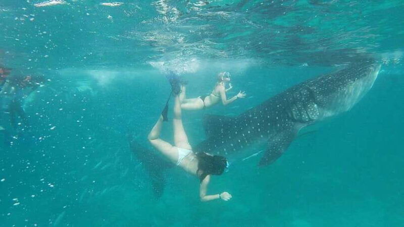 cebu-group-tour-whaleshark-watching-kawasan-canyoneering