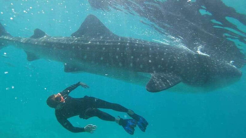 cebu-group-tour-whaleshark-watching-kawasan-canyoneering