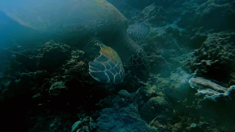 cebu-island-hopping-pescadorsardine-run-andturtle-paradise