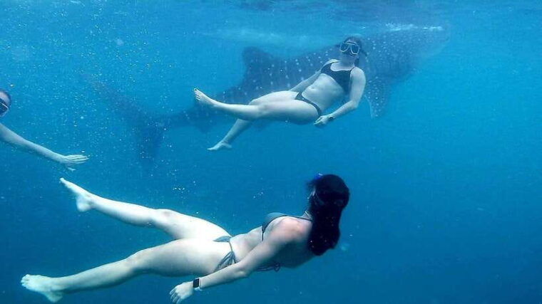 cebu-join-whale-shark-swimming-kawasan-falls-canyoneering