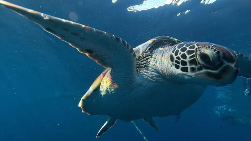 Cebu: Kanlahing Peak Sea of Clouds & Polpog-Nonok Stream - An In-Depth Look at the Tour Experience