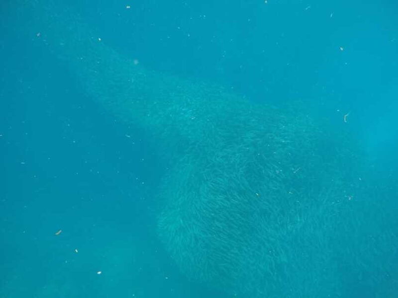 cebu-kawasan-canyoneering-sardines-run-and-turtle-chase