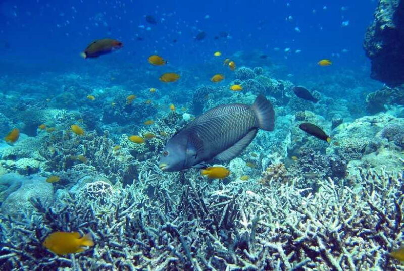 cebu-mactan-island-hopping-picnic-lunch-private-tour