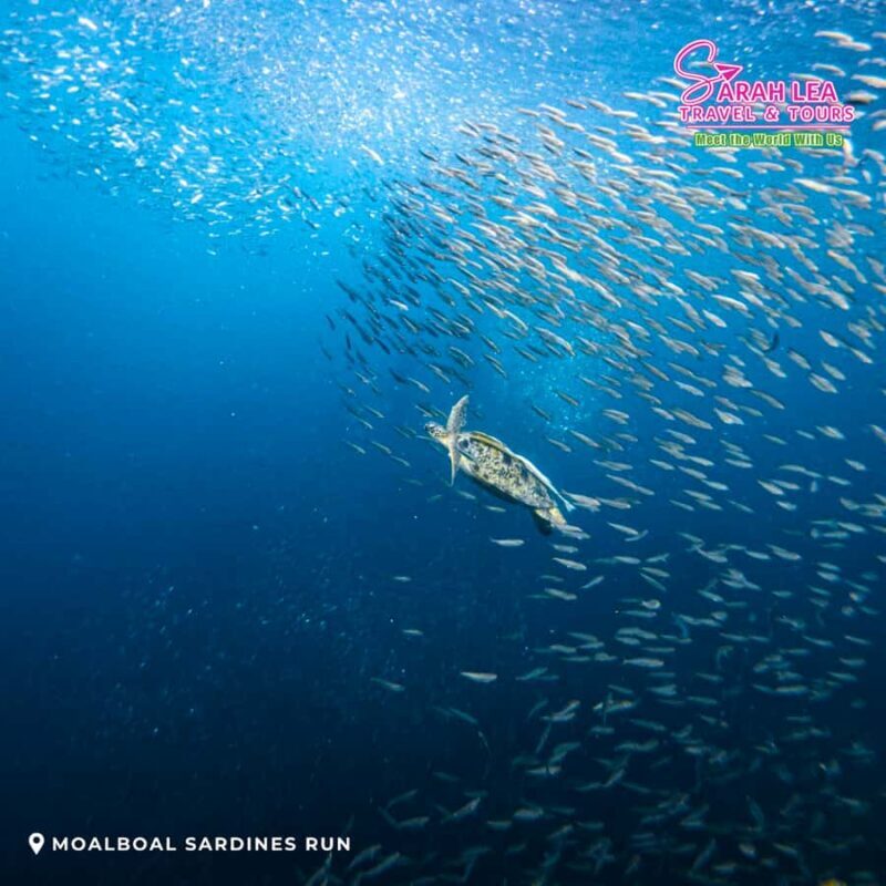 Cebu: Moalboal & Kawasan Canyoneering Adventure - Key Points