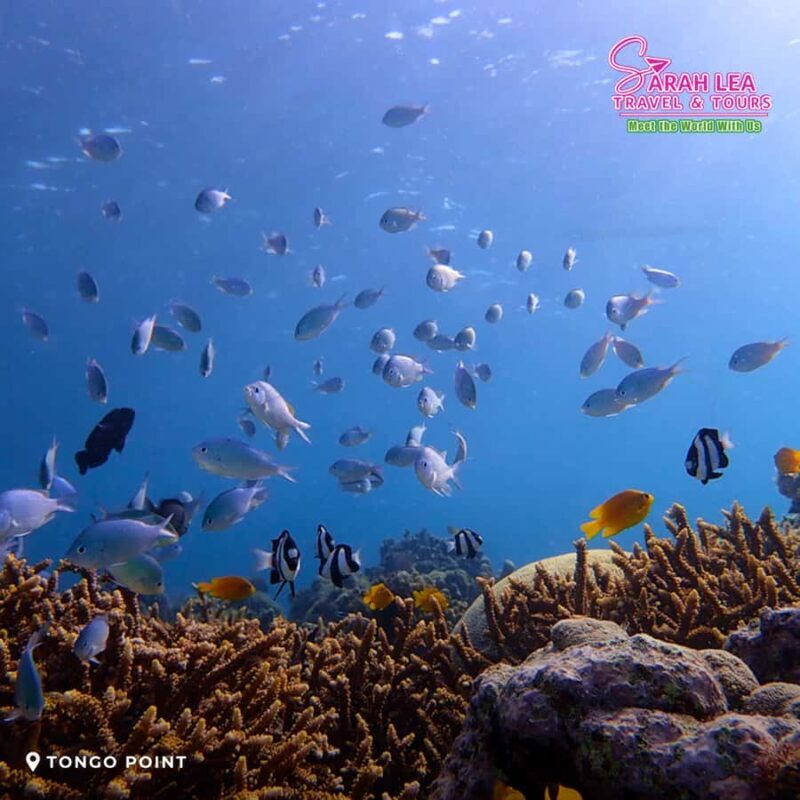 Cebu: Moalboal & Kawasan Canyoneering Adventure - Final Thoughts: Is This Tour for You?