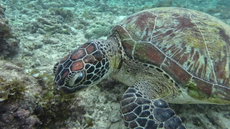 Cebu: Moalboal Snorkeling, Mantayupan Falls & ATV Adventure - Delicious Cebuano Lunch and Cultural Flavors