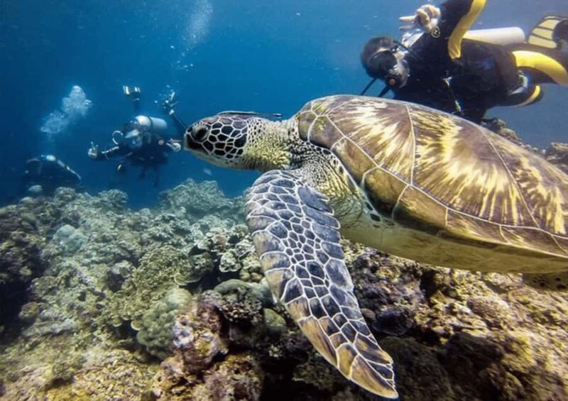 Cebu: Moalboal Tour with Canyoneering - Exploring Cebus Coastal Wonders