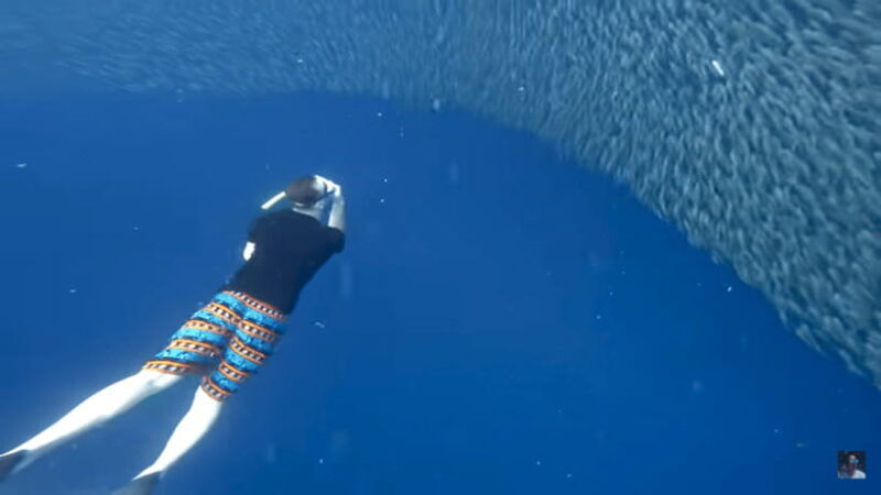 cebu-oslob-whale-shark-and-moalboal-snorkeling-adventure