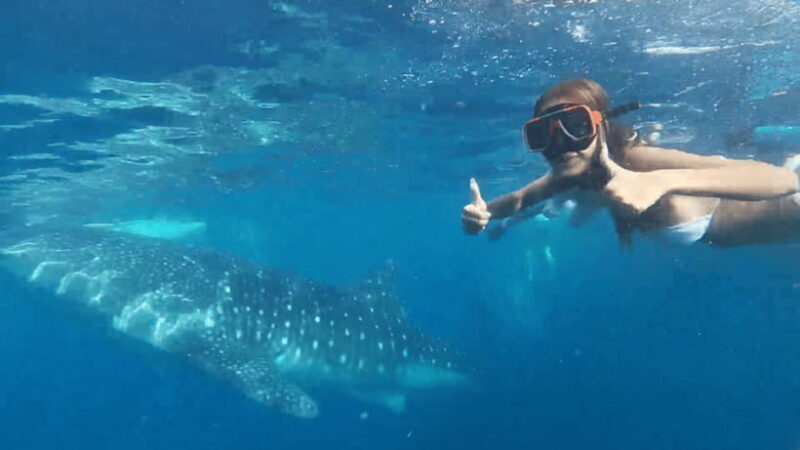 Cebu: Oslob Whale Shark and Moalboal Snorkeling Tour - Key Points