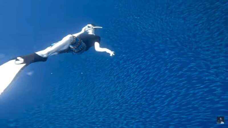 Cebu: Oslob Whale Shark and Moalboal Snorkeling Tour - Why This Tour Is Worth It