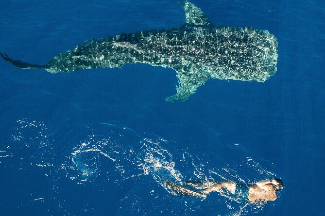 Cebu: Oslob Whale Shark Encounter & Sumilon Island Day Tour - Exploring the Itinerary in Detail