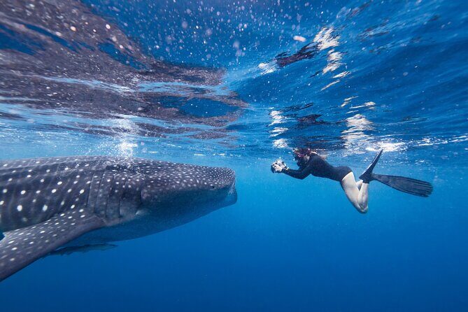 Cebu: Oslob Whale Shark Encounter & Sumilon Island Day Tour - The Sum Up