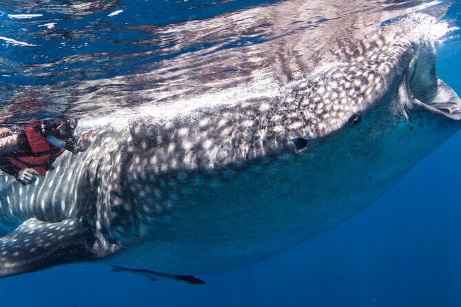 Cebu: Oslob Whale Shark Encounter & Sumilon Island Day Tour - Frequently Asked Questions