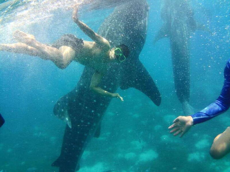 cebu-oslob-whale-shark-encounter-sumilon-with-transfers