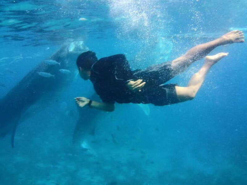 cebu-oslob-whale-shark-encounter-sumilon-with-transfers