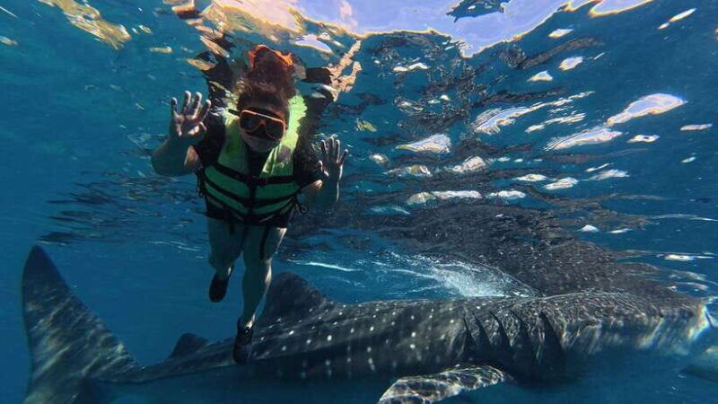 cebu-oslob-whale-shark-encounter-sumilon-with-transfers
