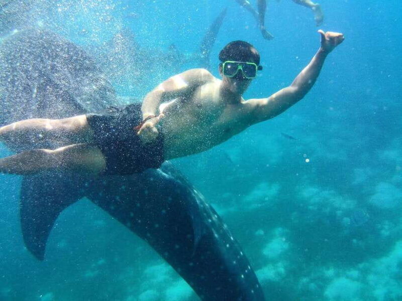 cebu-oslob-whale-shark-encounter-sumilon-with-transfers