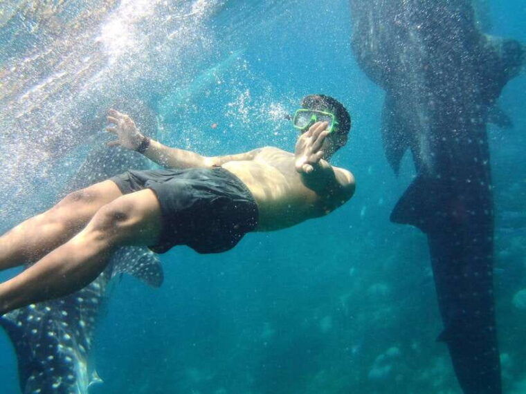 cebu-oslob-whale-shark-encounter-sumilon-with-transfers