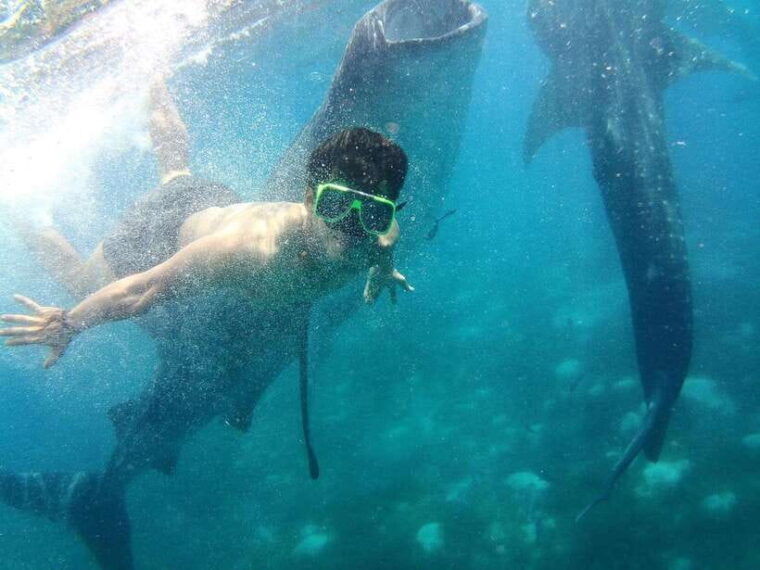 cebu-oslob-whale-shark-encounter-sumilon-with-transfers