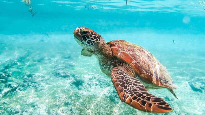 cebu-oslob-whale-shark-monkey-moalboal-turtle-adventure