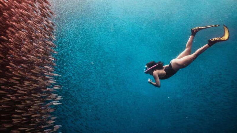 cebu-oslob-whale-shark-monkey-moalboal-turtle-adventure