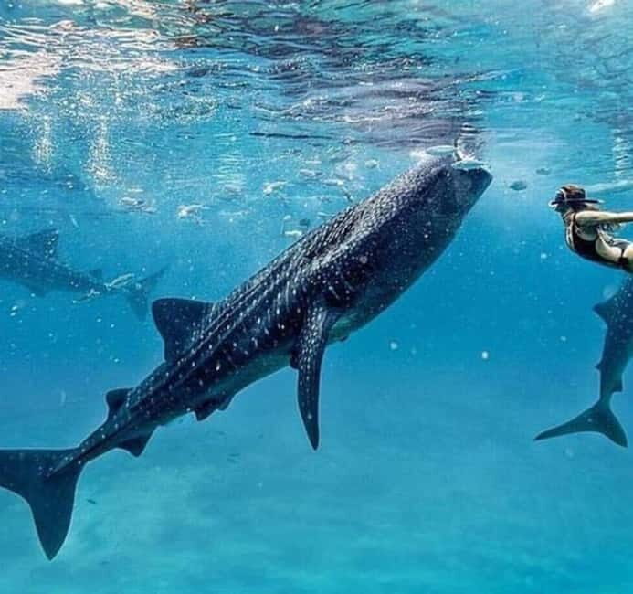 Cebu: Oslob Whale Shark Swim and Sumilon Island Day Tour - The Route and Its Highlights