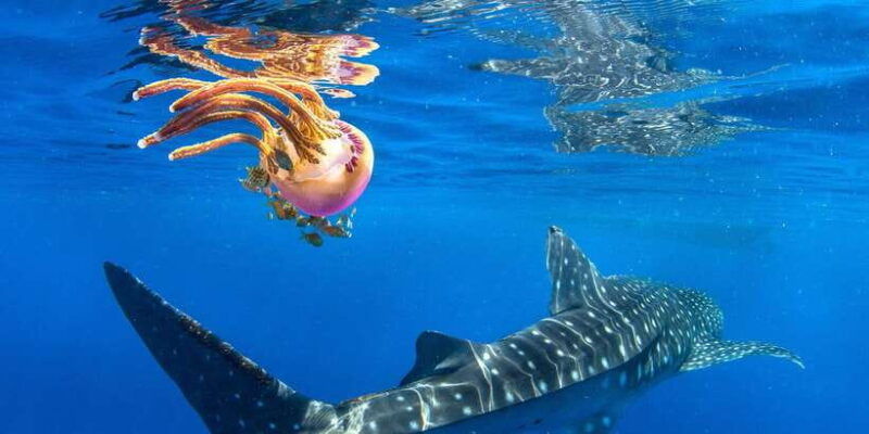 cebu-oslob-whale-shark-swim-and-sumilon-island-day-tour