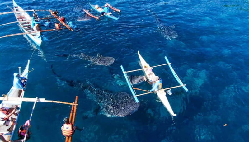 Cebu: Oslob Whale Shark Swimming and Tumalog Falls Tour - What Makes This Tour Special