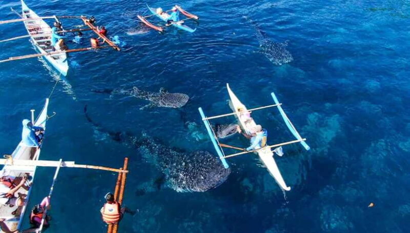 Cebu: Oslob Whale Shark Swimming and Tumalog Falls Tour - Practical Tips for Travelers