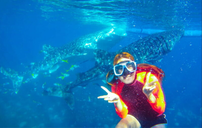 Cebu: Oslob Whale Shark Swimming and Tumalog Falls Tour - Final Thoughts