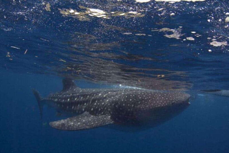 cebu-oslob-whale-shark-swimming-experience
