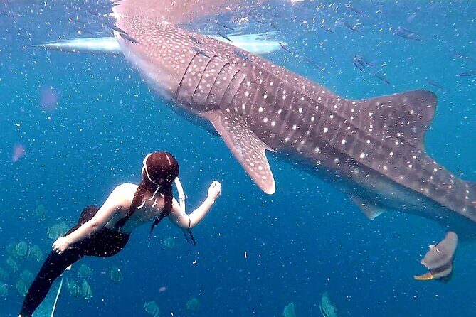 Cebu: Oslob Whale Shark Swimming & Kawasan Falls Canyoneering - Key Points