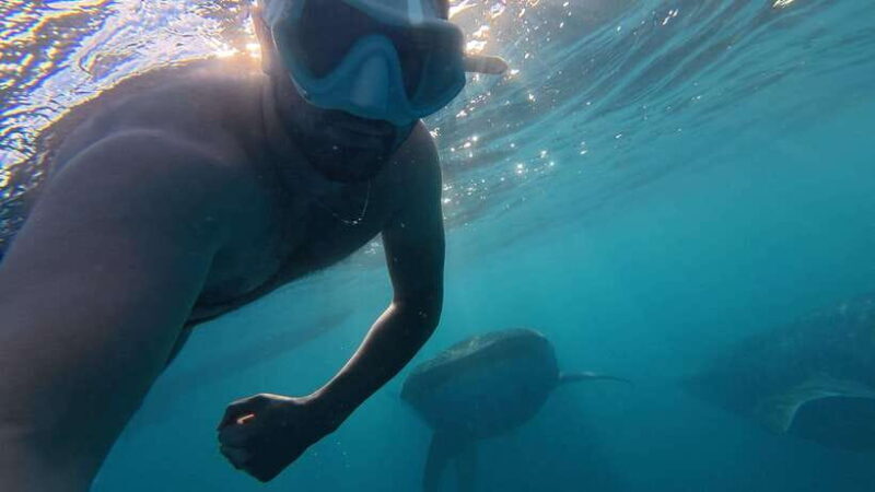 Cebu Oslob Whale Shark Swimming & Kawasan Falls Canyoneering - The Authentic Touches: Insights from Reviews