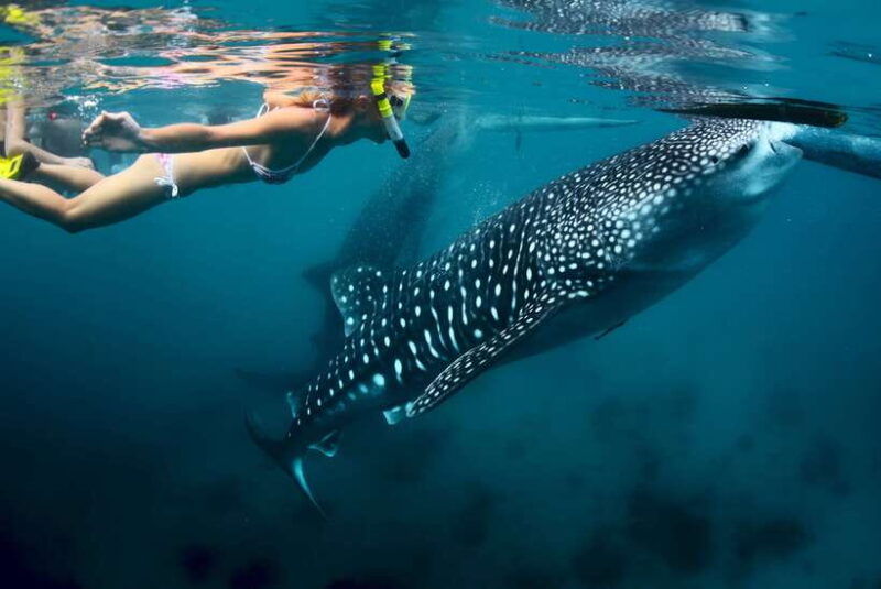 cebu-oslob-whale-shark-swimming