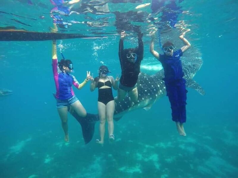 Cebu: Oslob Whale Shark, Tumalog Fall & Moalboal Turtle Tour - An In-Depth Look at the Tour Experience