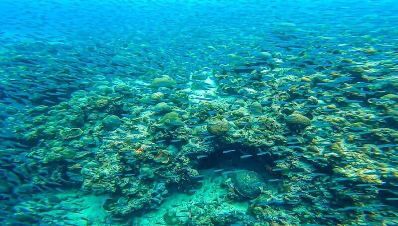 Cebu: Oslob Whale Shark, Tumalog Fall & Moalboal Turtle Tour - FAQ