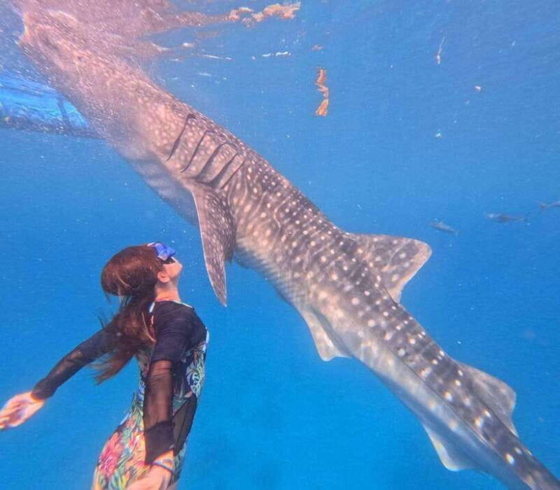 cebu-oslob-whale-shark-watching-and-badian-canyoneering