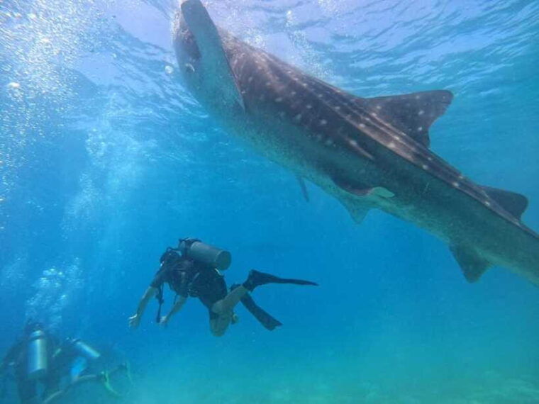 cebu-oslob-whale-shark-watching-and-badian-canyoneering