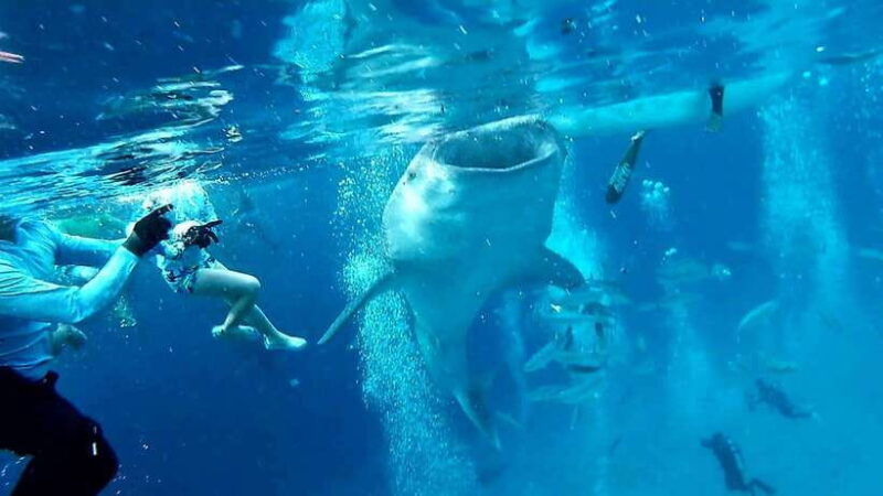 cebu-oslob-whale-shark-watching-and-inambakan-waterfalls