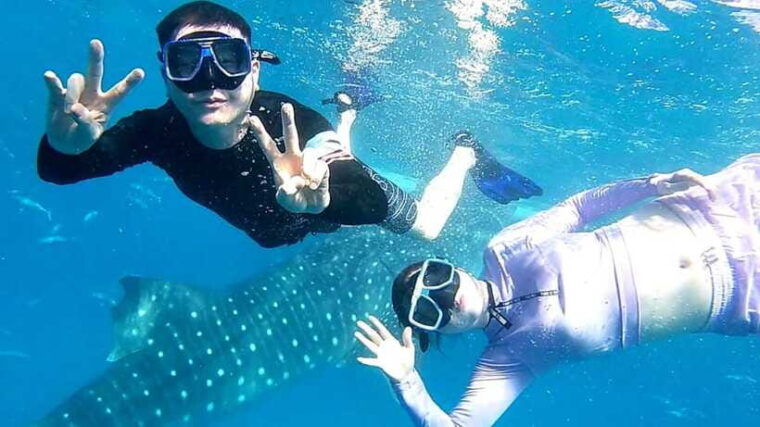cebu-oslob-whale-shark-watching-and-inambakan-waterfalls