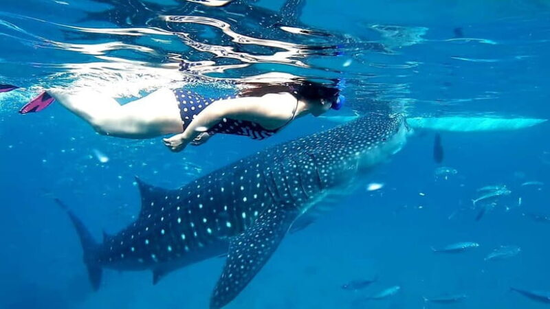 Cebu Oslob: Whale Shark Watching Experience - Key Points