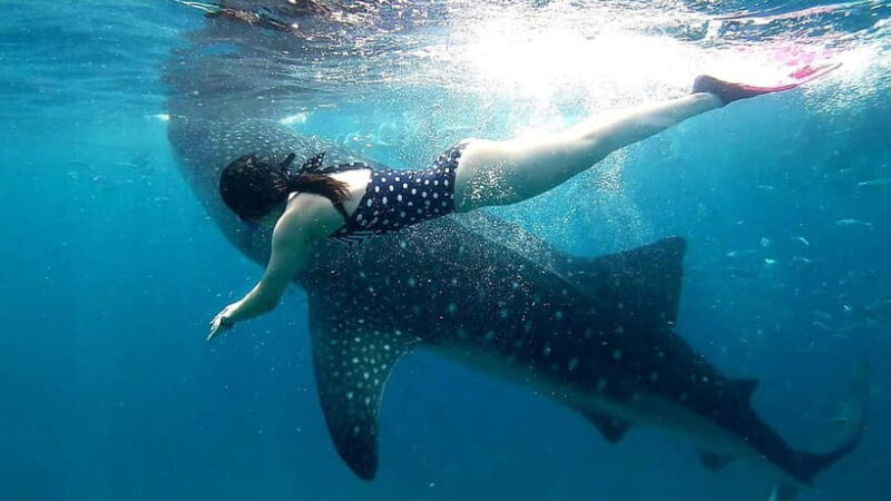 Cebu Oslob: Whale Shark Watching Experience - The Experience Itself: What You Can Expect