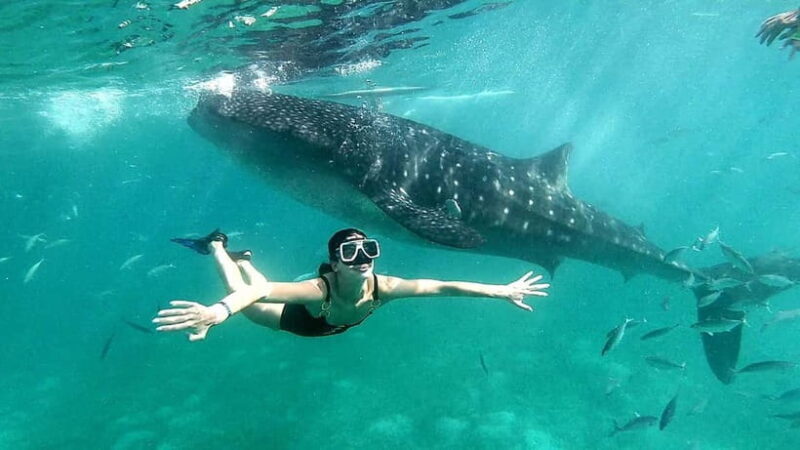 Cebu Oslob: Whale Shark Watching Experience - Practical Tips for Your Visit
