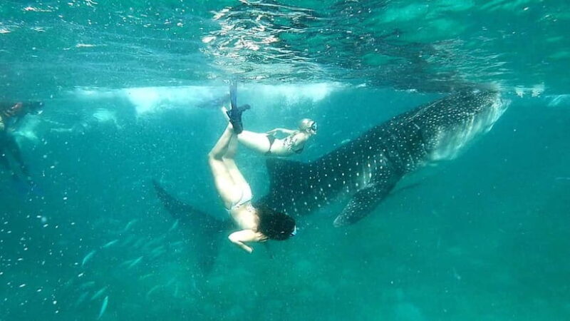 Cebu Oslob: Whale Shark Watching Experience - The Sum Up