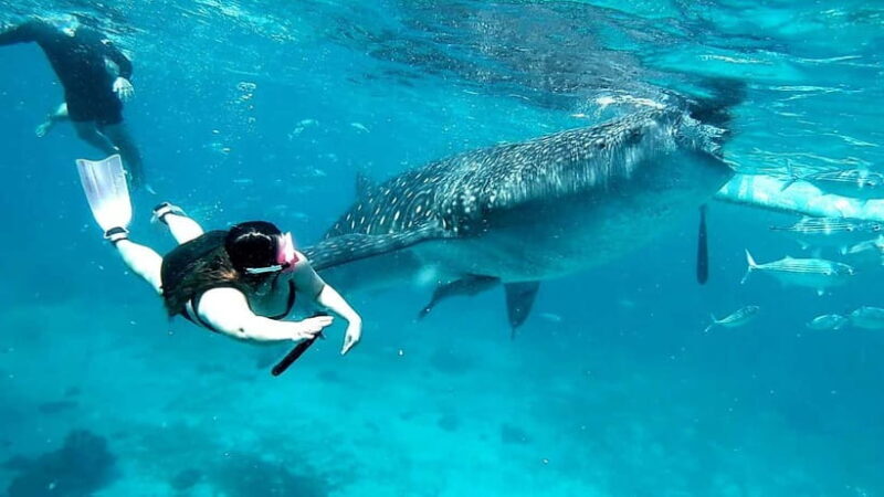 Cebu Oslob: Whale Shark Watching Experience - FAQ