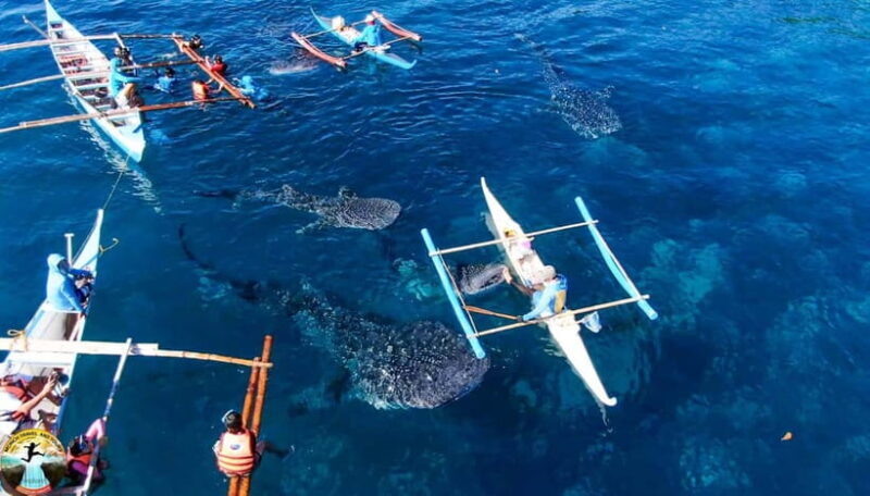 Cebu: Oslob Whale Sharks & Kawasan Canyoneering Group Tour - FAQ