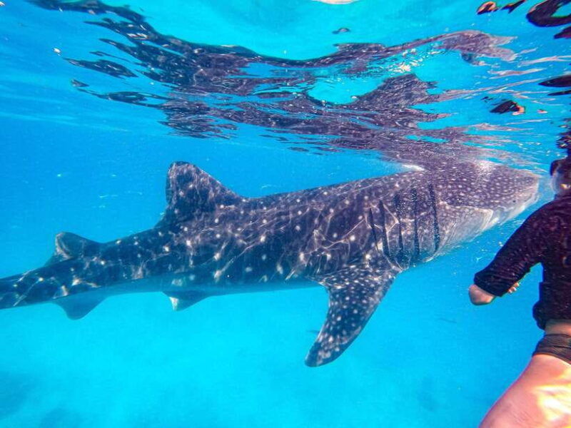 cebu-oslob-whale-sharks-moalboal-sardine-run-sea-turtles