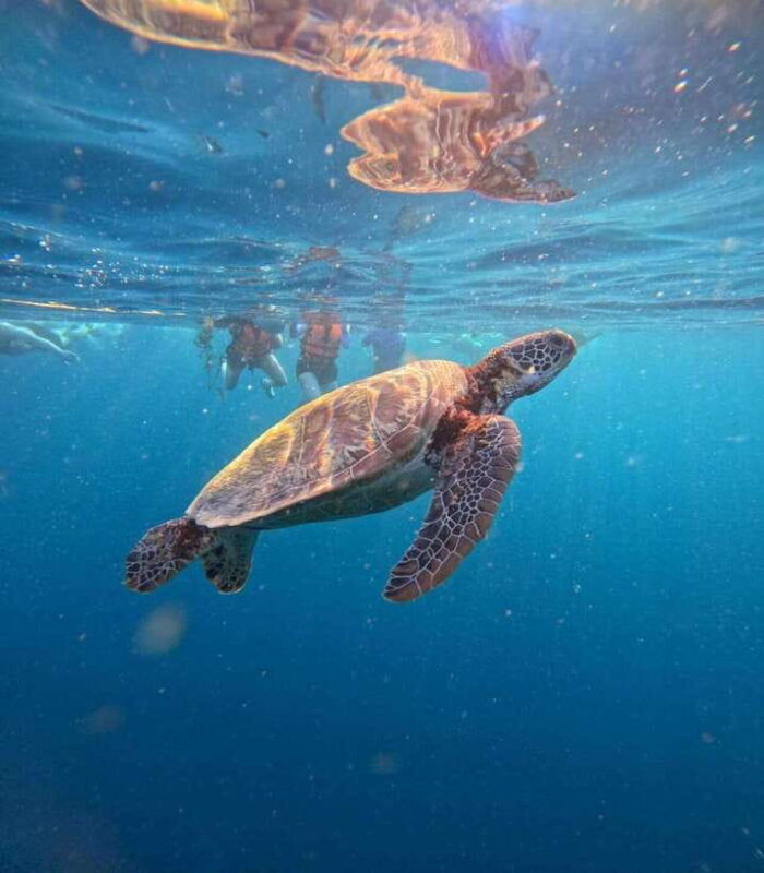 cebu-oslob-whale-sharks-moalboal-sardine-run-sea-turtles